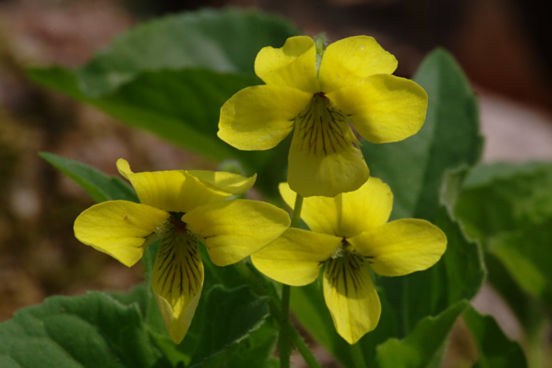 Downy Yellow Violet