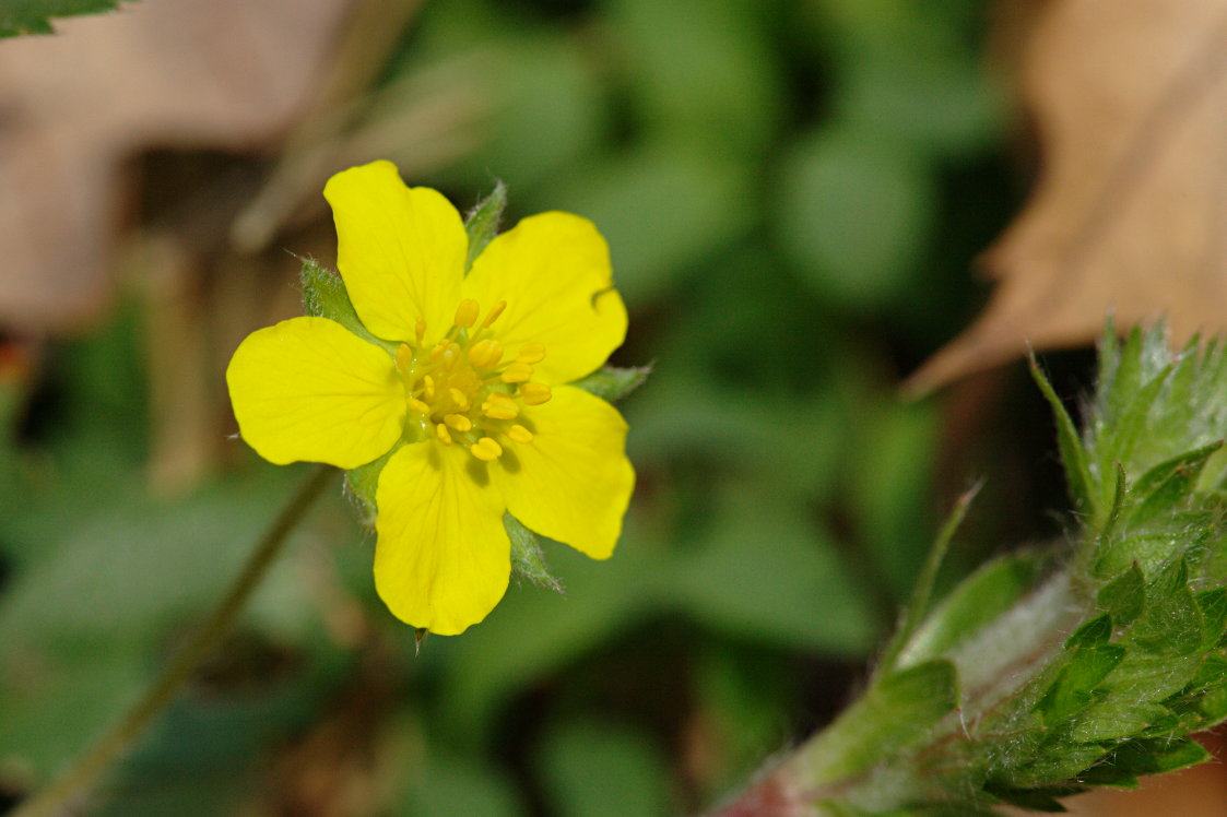 Dwarf Cinquefoil