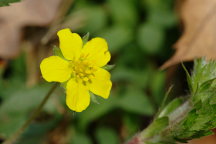 Potentilla canadensis