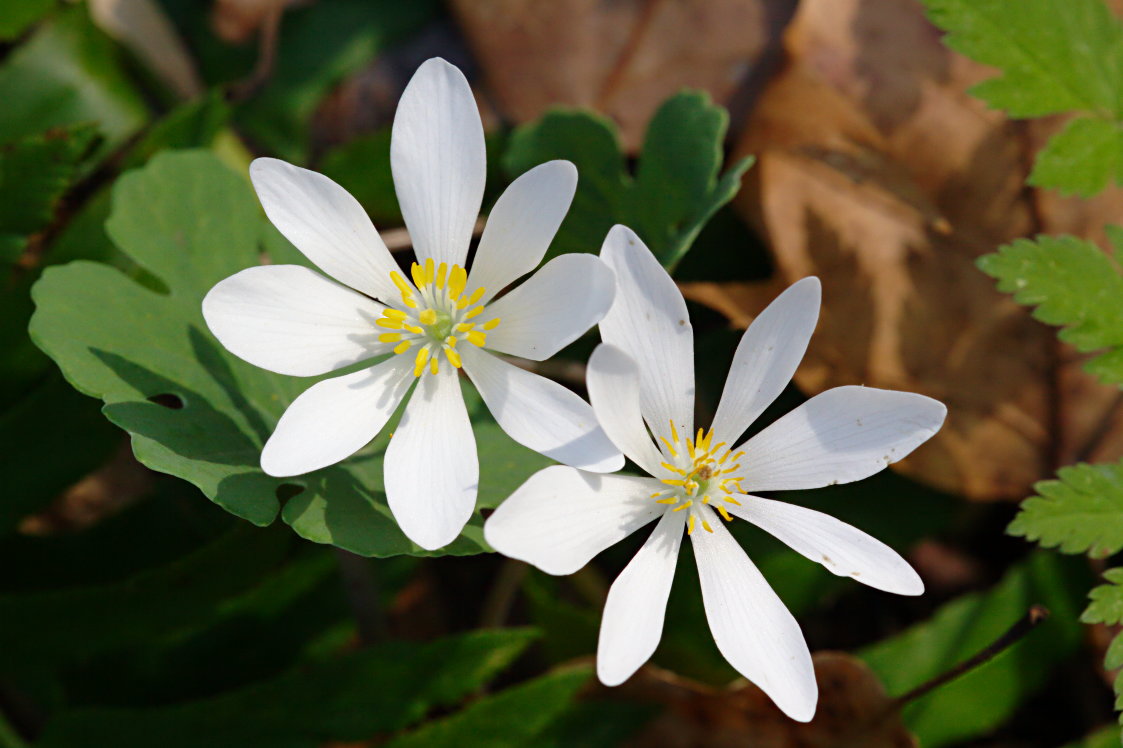 Bloodroot