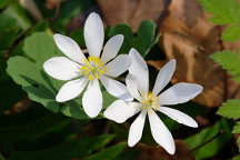 Sanguinaria canadensis