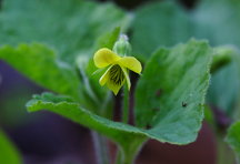 Viola pubescens