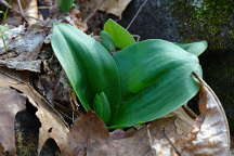 Showy Orchis