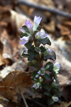 Obolaria virginica