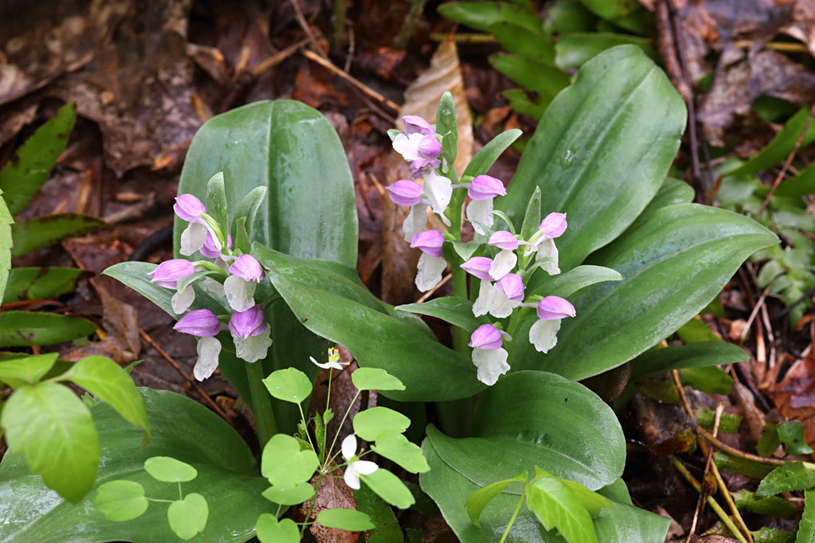 Showy Orchid