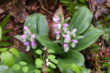 Musconetcong Gorge Preserve