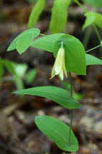 Perfoliate Bellwort