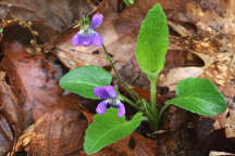 Arrow-Leaved Violet