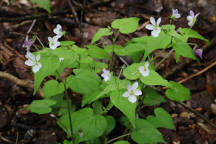 Viola canadensis