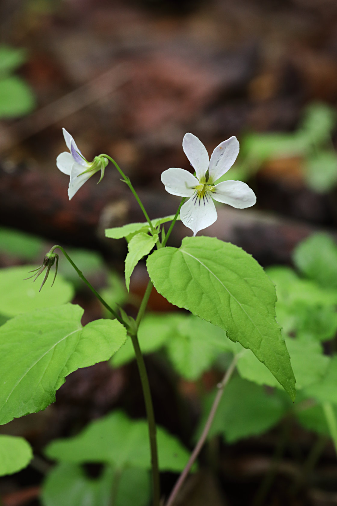 Tall White Violet