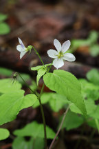 Viola canadensis