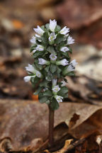 Obolaria virginica