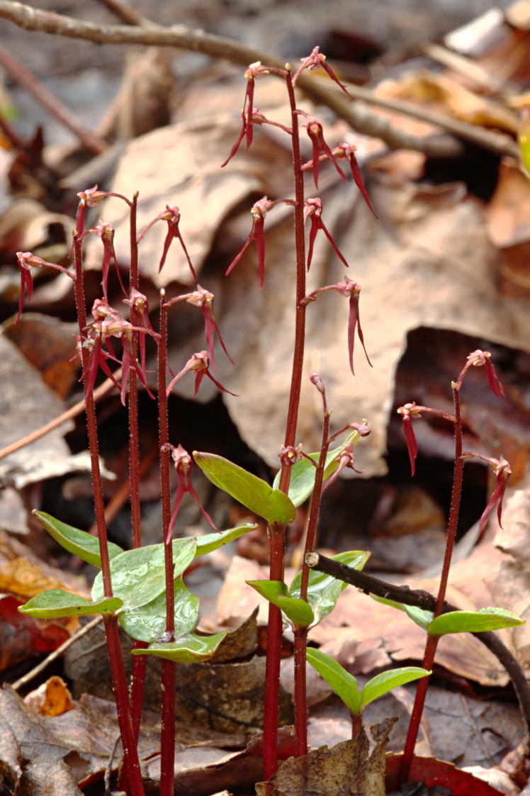 Southern Twayblade