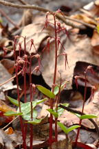 Listera australis