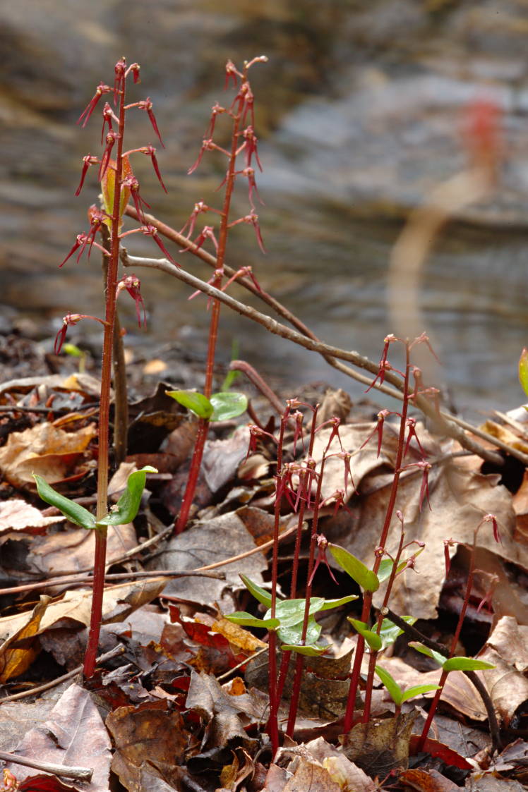 Southern Twayblade