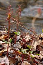 Listera australis