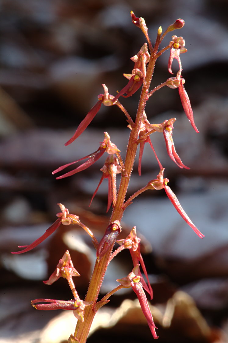 Southern Twayblade