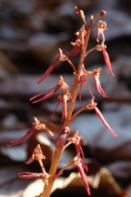 Listera australis