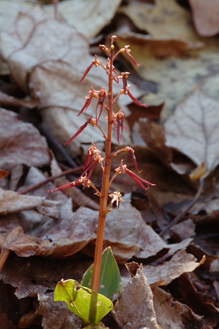 Southern Twayblade