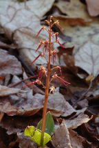 Listera australis