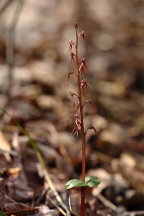 Listera australis