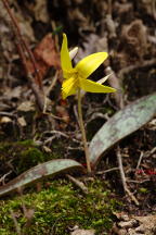 Erythronium americanum