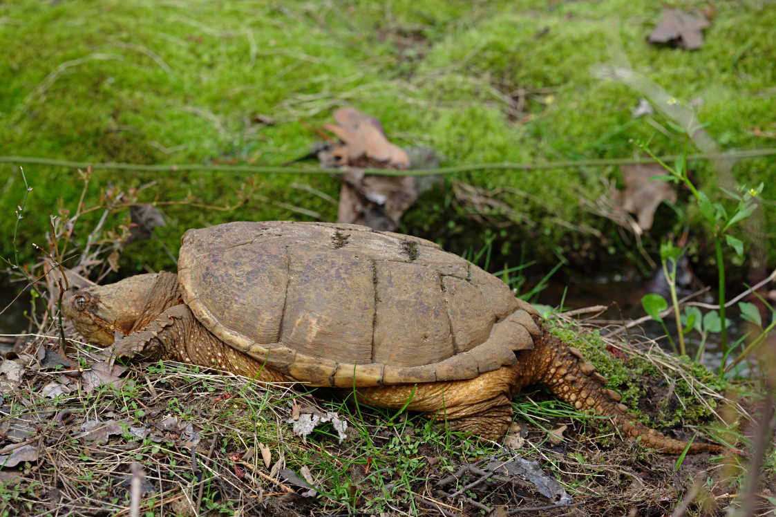 Common Snapping Turtle