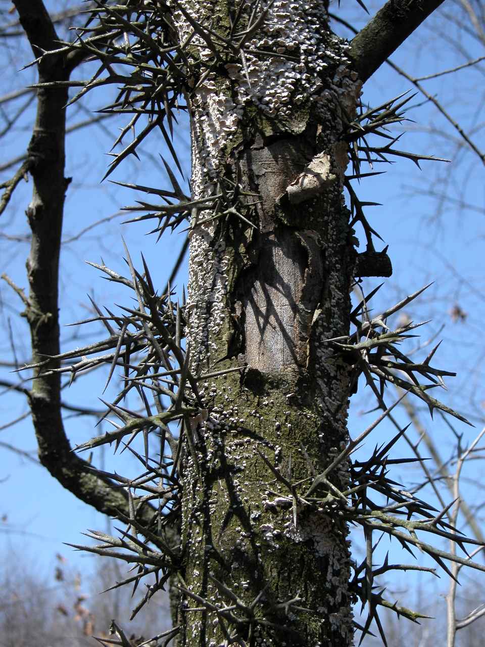 Honey Locust