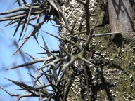 Honey Locust Thorns