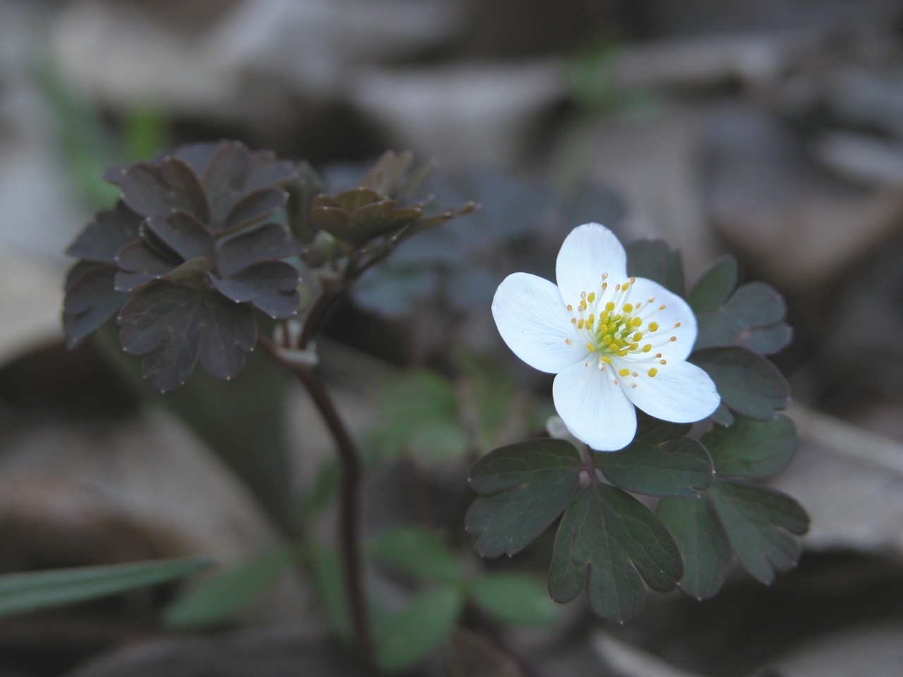 False Rue-Anemone