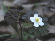 NICHES Nature Preserves