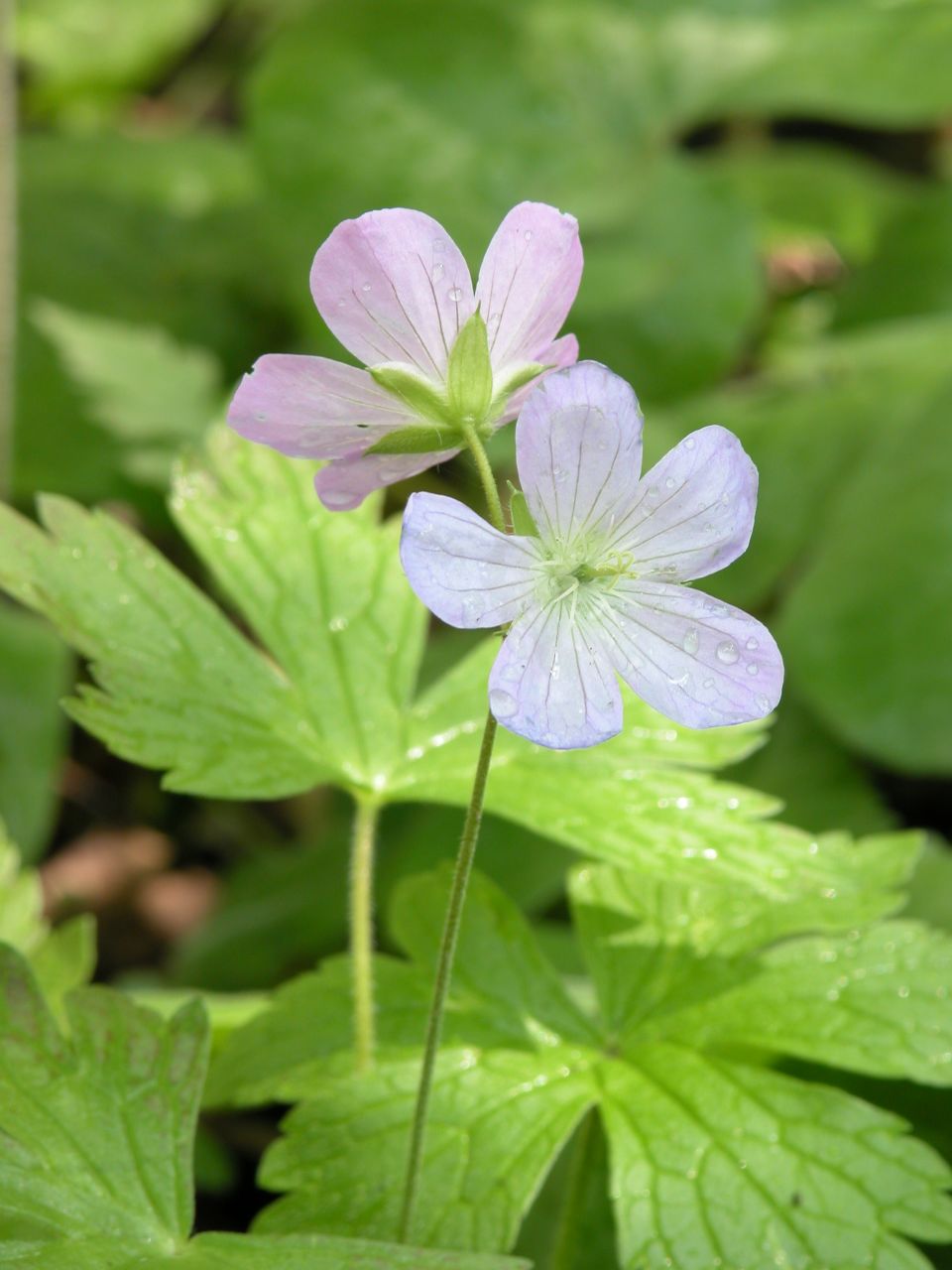 Wild geranium