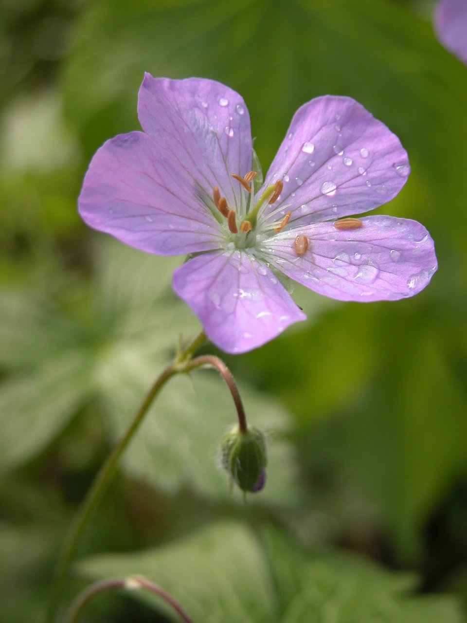 Wild geranium