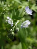 Phacelia purshii