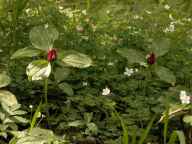 Trillium recurvatum