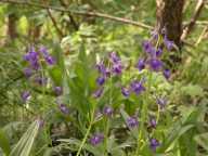 Delphinium tricorne