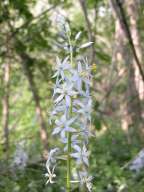 Camassia scilloides