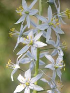 Early blooming wild hyacinth