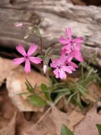 Phlox subulata