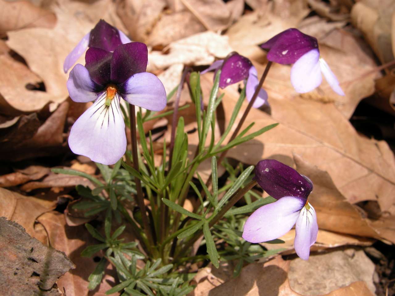 Birdfoot violet