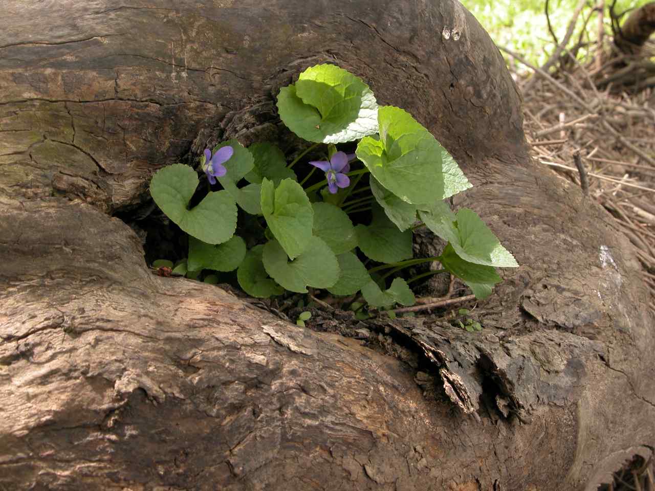 Common blue violet