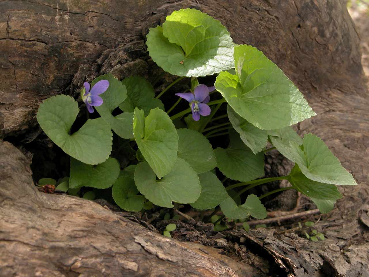 Common blue violet