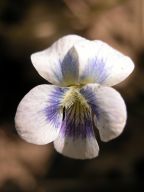 Viola sororia forma priceana