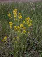 Barbarea vulgaris