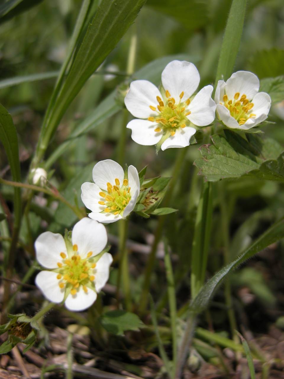 Thick-leaved wild strawberry