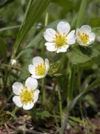 Fragraria virginiana