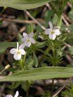 Field pansy