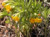 Lithospermum caroliniense