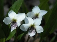 Viola lanceolata