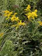 Solidago juncea